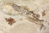 Rare, Fossil Octopus (Keuppia) - Preserved Tentacles & Ink Sac! #162776-1
